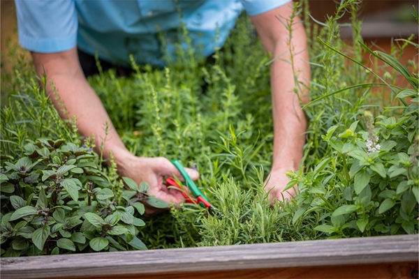 Jemand schneidet im Kräutergarten Kräuter. Jemand schneidet im Kräutergarten Kräuter.